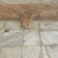 دو عدد خرگوش اهلی