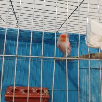 قناری مزاییکی اورجینال