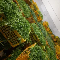 پخش سبزی پاک شده و شسته شده