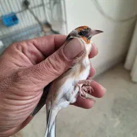 ماده سهره عشق بازی