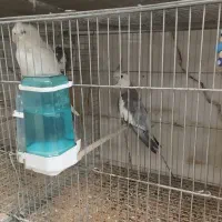 عروس هلندی مولد باجوجه|پرنده|ری, علایین|دیوار