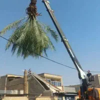 بریدن نخل و درخت قطع نخل هرس کردن نخل .استاد نخل