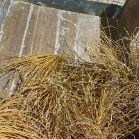 اجباری|دوچرخه، اسکیت، اسکوتر|خرمشهر, |دیوار