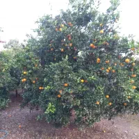 تامسون ابدار درشت درجه یک|خوردنی و آشامیدنی|نوشهر, |دیوار