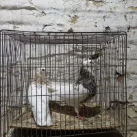 کبوتر|پرنده|سبزوار, کهنه آب|دیوار