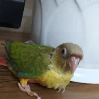 گریچیک دستی