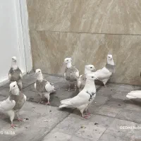 فروش تعدادی طوقی