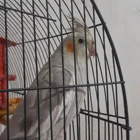 عروس هلندی