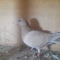 ماده زردی عروسک|پرنده|رباط‌کریم, شترخوار|دیوار