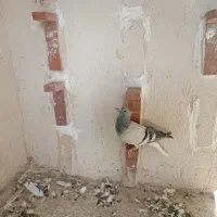 چند عدد کبوتر نر|پرنده|رفسنجان, |دیوار