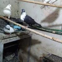 داداشای گل  دوتا حیون بی نظیر فوری برای فروش