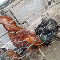 خروس چابهاری