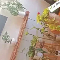 شلف چوبی