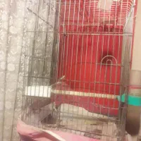 قفس بزرگ پرنده..