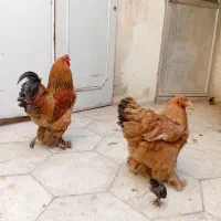 تخم نطفه دار نژاد برهما با کیفیت بلا