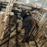 فروش ورزا|حیوانات مزرعه|لشت نشا, |دیوار