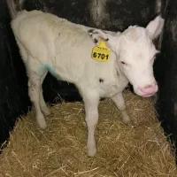 استخدام