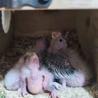 عروس هلندی وایت فیس