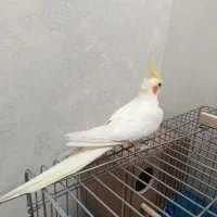 یک جفت عروس هلندی|پرنده|قرچک, میرزائی جنوبی|دیوار