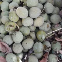 خرید گردو دانه ایی و کیلویی بصورت نقد با قیمت عالی|خدمات باغبانی و درختکاری|بجنورد, |دیوار