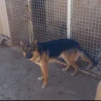 سگ ژرمن نر و ماده با توله