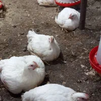 مرغ سفید پرورشی زنده