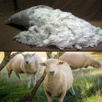 خرید پشم گوسفند و لحاف و تشک پشمی کهنه