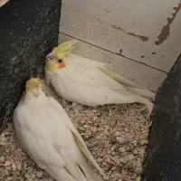 جوجه عروس پاریس لوتینو