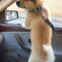 پامرین شیتزو نر