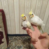 جوجه عروس هلندی