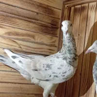 دو عدد هفت‌رنگ ماده