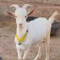 تکشاد سانن