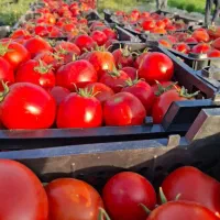 کارگروهی اکبری