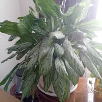 گلهای طبیعی