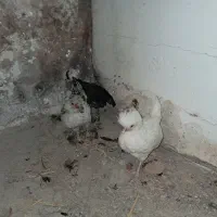 جوجه های لهستانی جوجه ها پاپر سر حال