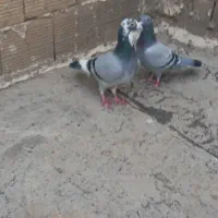 کفتر المانی