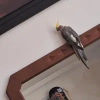عروس هلندی گم شده