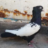 سینه سیاه .عکس نمایشیه متن بخونید کامل