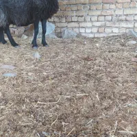 شیشک میش افشاری|حیوانات مزرعه|مبارکه, |دیوار