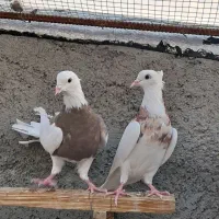 طوقی کرمانشاهی