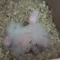 عروس هلندی آلبینو|پرنده|اقبالیه, |دیوار