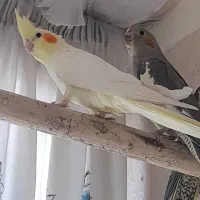 عروس هلندی نر و ماده|پرنده|تهران, تهرانسر شمالی|دیوار
