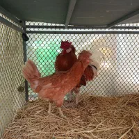 ست مرغ خروس گلین و سلطان