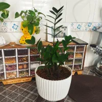 زاموفیلیا سبز