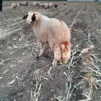 شک ورن سنجابی