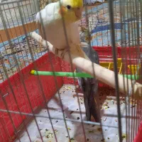 عروس هلندی جوجه رام و دستی سن دو ماهه|پرنده|ری, دولتآباد|دیوار