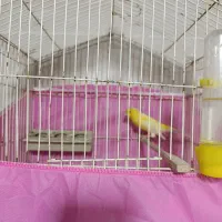 قناری|پرنده|اشتهارد, |دیوار