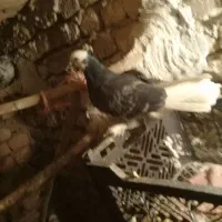 کفتر|پرنده|گلپایگان, |دیوار