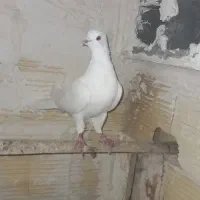 کبوتر|پرنده|نقده, |دیوار