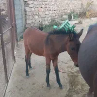 مادیون با قاطر نر|اسب و تجهیزات اسبسواری|چگنی, |دیوار